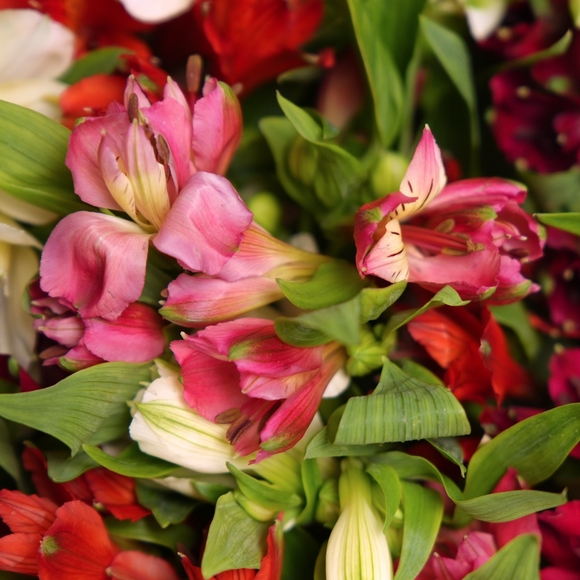 Букет из 35 альстромерий микс в корейской светлой упаковке