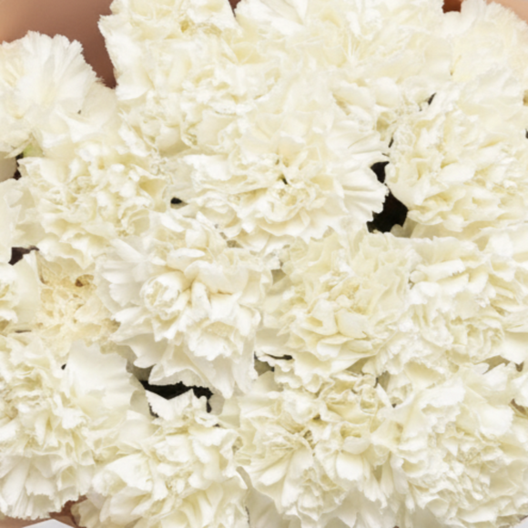 Букет из 15 белых диантусов в корейской упаковке