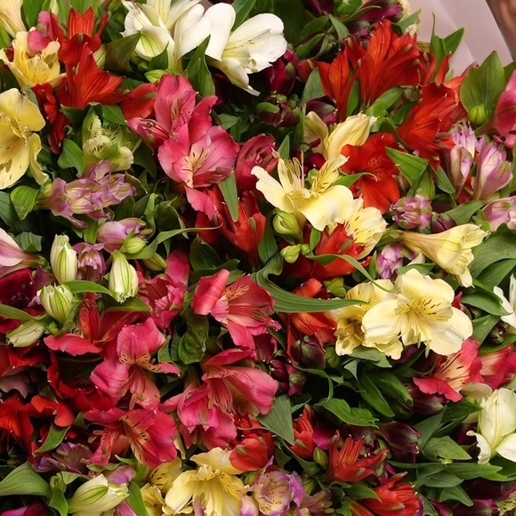 Альстромерия микс поштучно