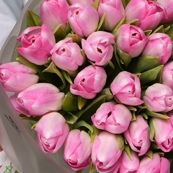 Букет из 35 розовых тюльпанов (Голландия) в корейской матовой упаковке