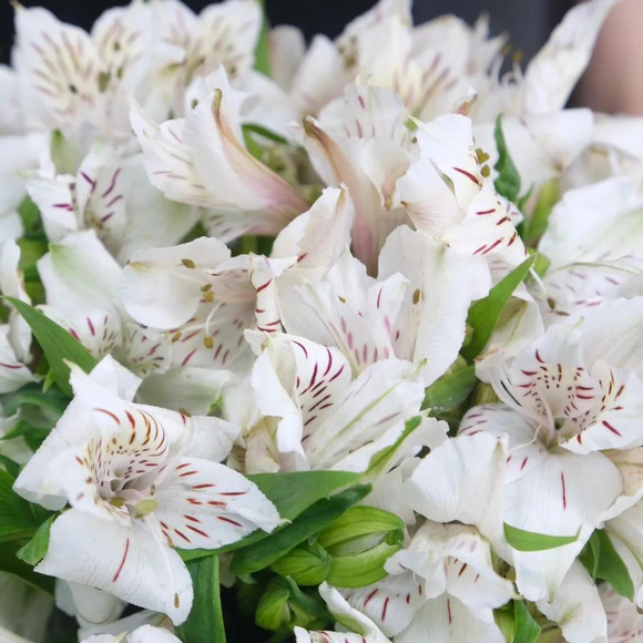 Альстромерия белая поштучно