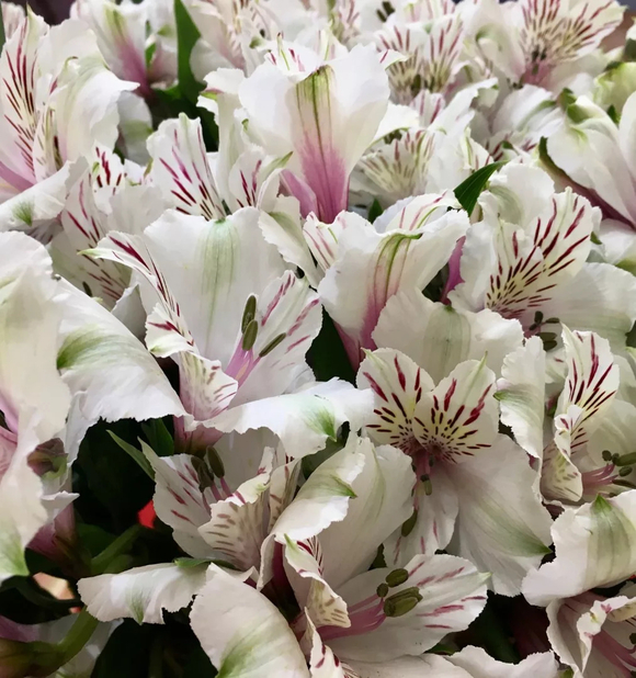 Альстромерия белая поштучно