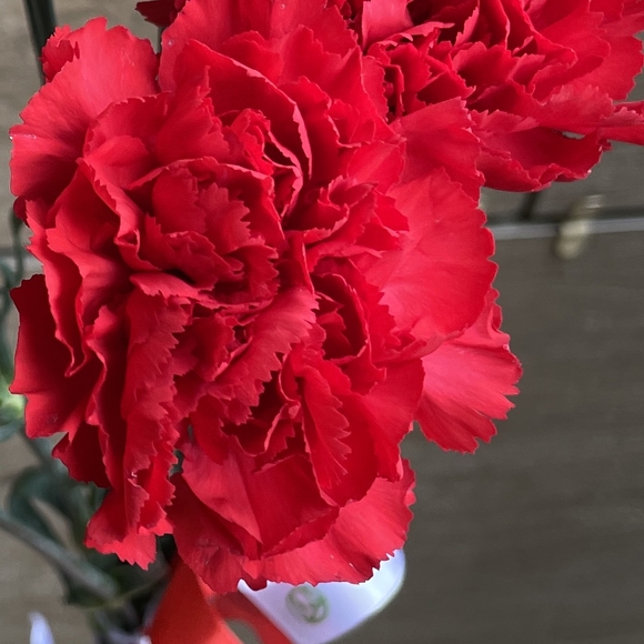 Букет из 9 красных гвоздик