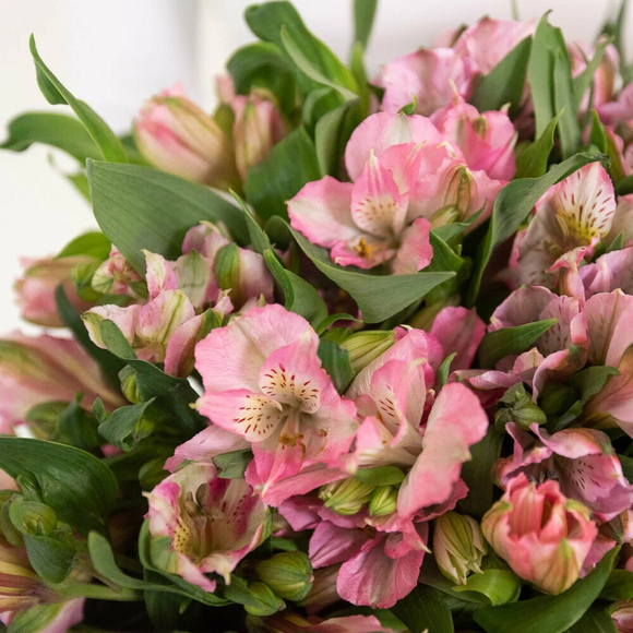 Альстромерия розовая поштучно