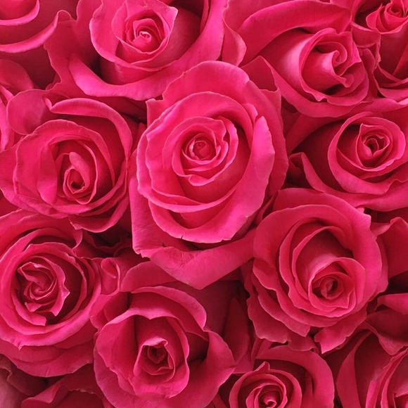 Роза малиновая 50 см (Эквадор) поштучно