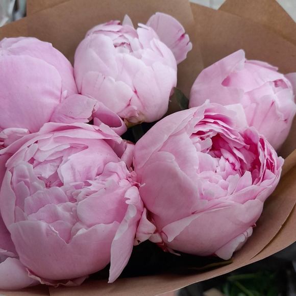 Букет из 5 розовых пионов (Голландия)