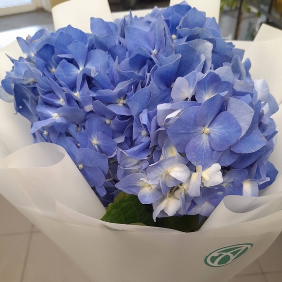 Букет из 1 голубой гортензии
