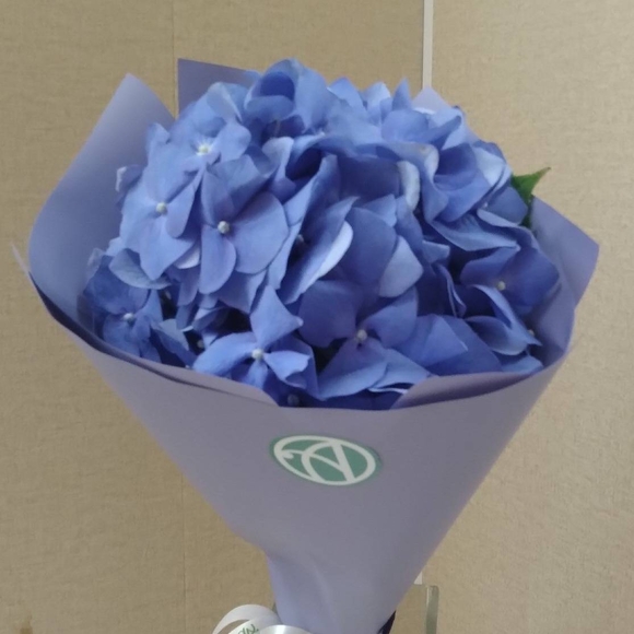 Букет из 1 голубой гортензии