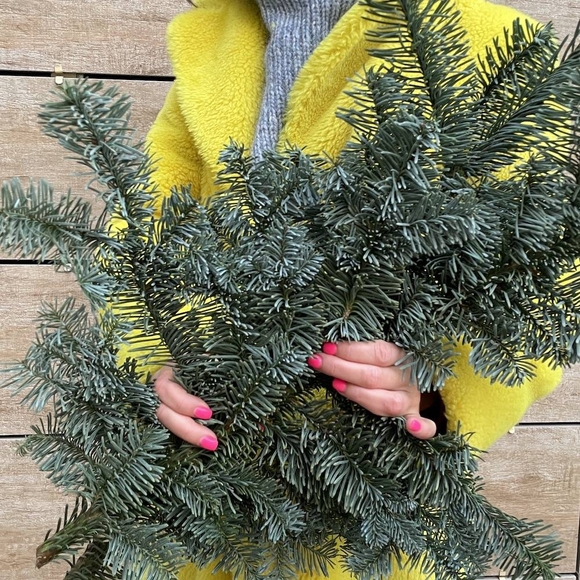 Ветка датской пихты нобилис - средняя