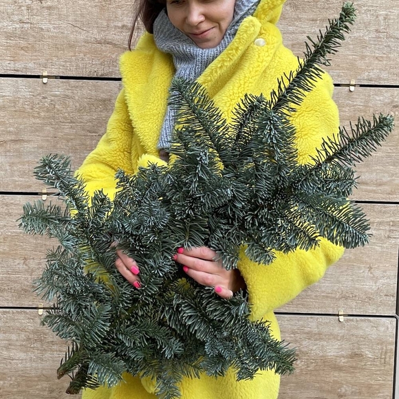 Ветка датской пихты нобилис - средняя