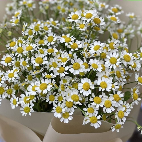 Букет из 9 кустовых ромашек (матрикарий)