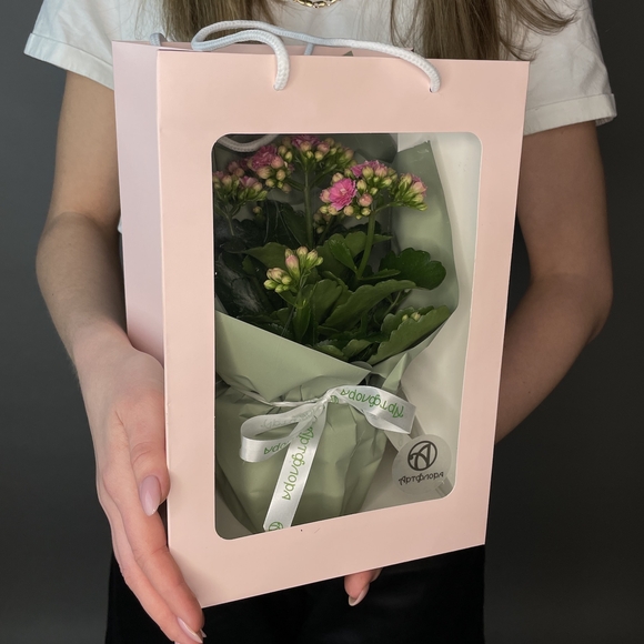 Каланхоэ розовое в горшке