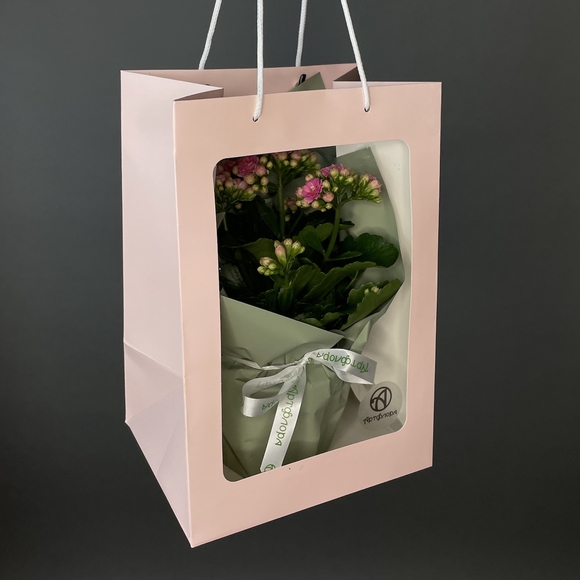 Каланхоэ розовое в горшке