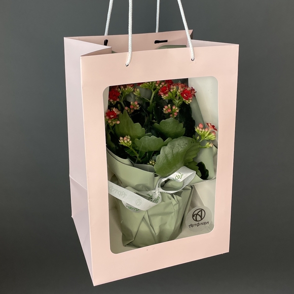 Каланхоэ красное в горшке