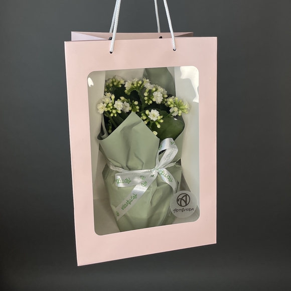 Каланхоэ белое в горшке