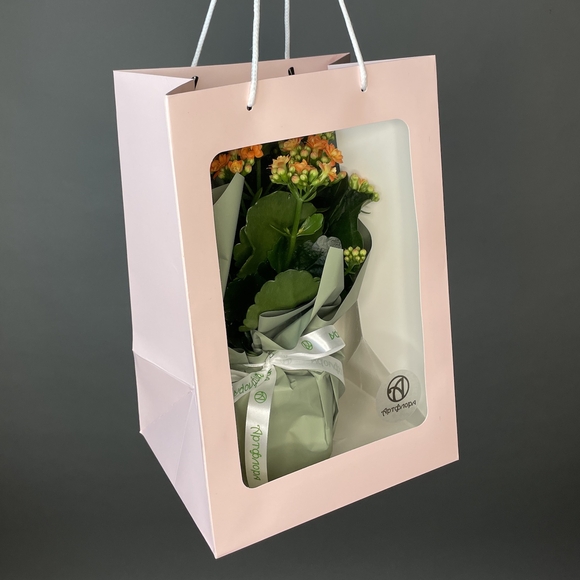 Каланхоэ оранжевое в горшке