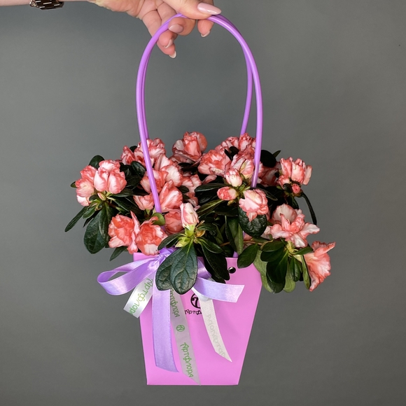 Азалия двухцветная в горшке