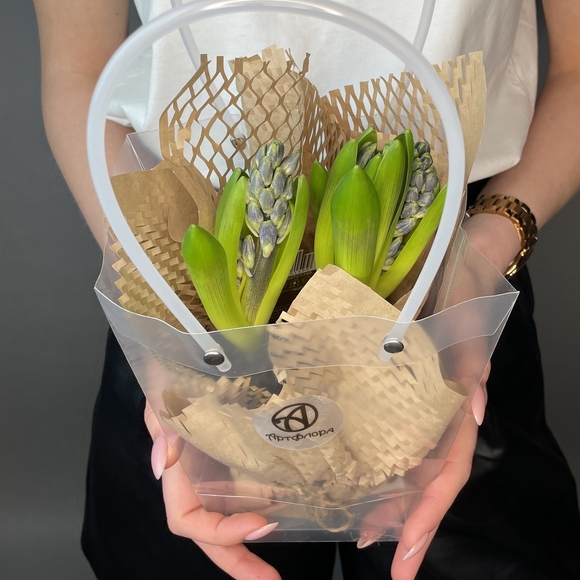 Гиацинт в горшке