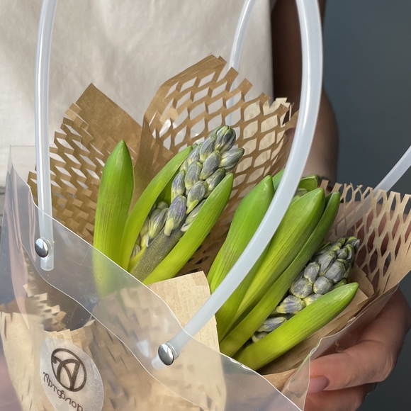 Гиацинт в горшке