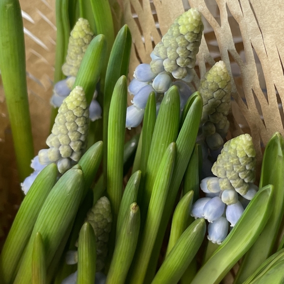 Мускари в горшке