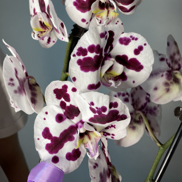 Фаленопсис орхидея (цвета в ассортименте) купить в Санкт-Петербурге |  Интернет-магазин АртФлора