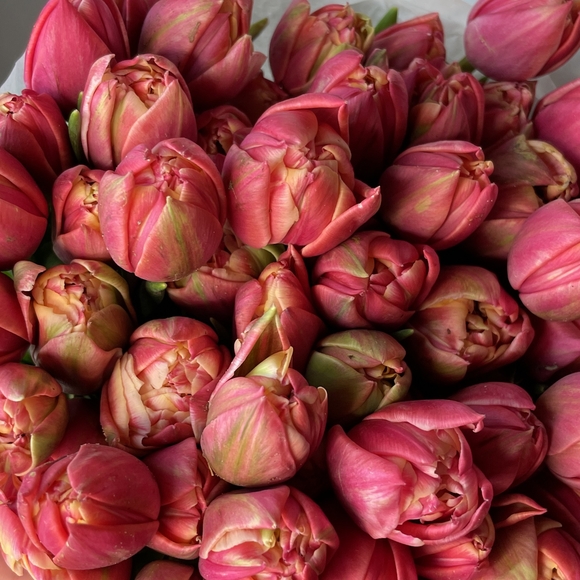 Охапка пионовидных тюльпанов (Голландия)