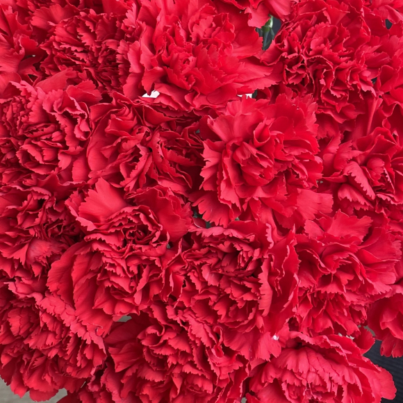 Гвоздика красная поштучно