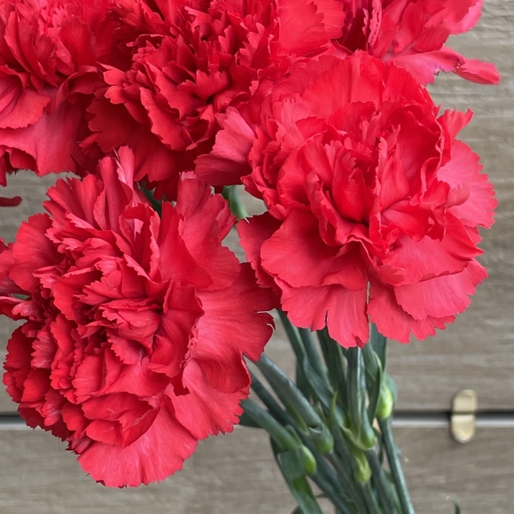 Букет из 10 красных гвоздик с георгиевской лентой