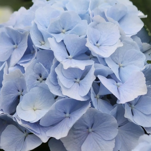 Гортензия голубая поштучно