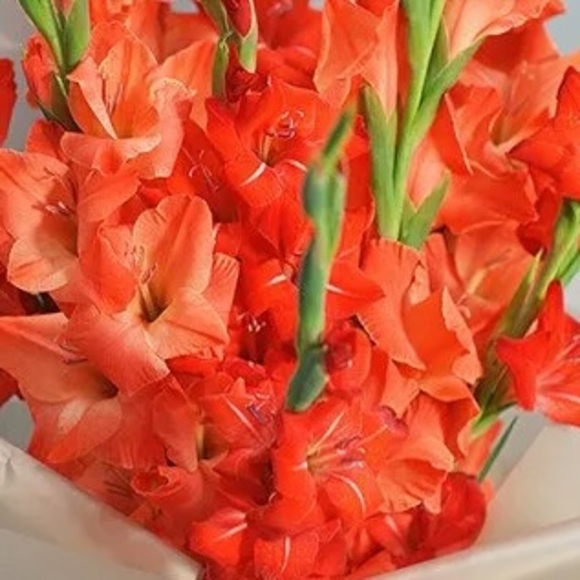 Гладиолус лососевый поштучно