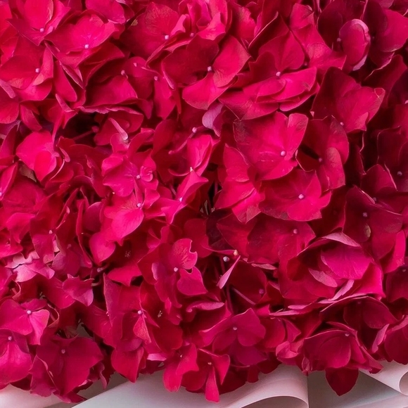 Гортензия малиновая поштучно