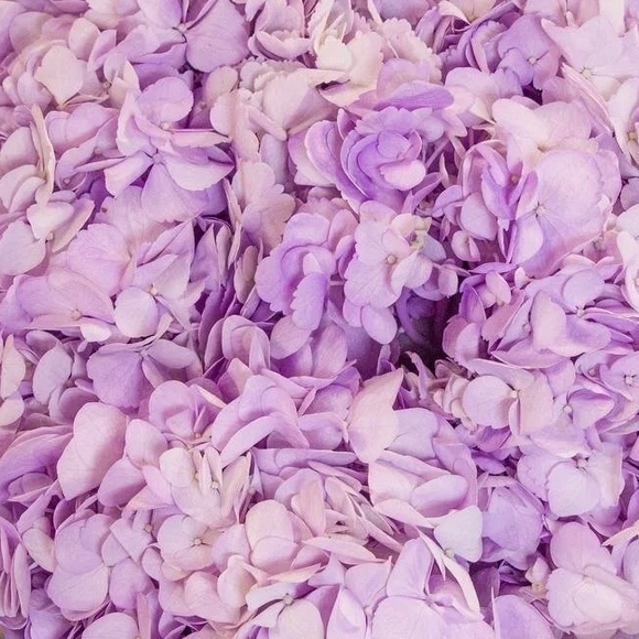 Гортензия лавандовая поштучно