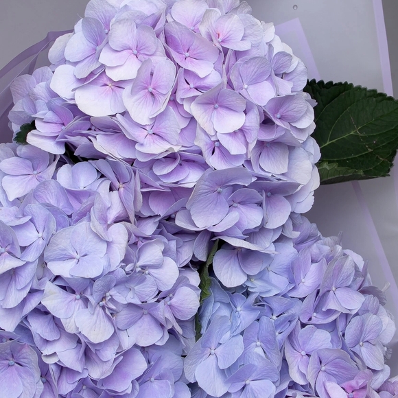 Гортензия фиолетовая поштучно