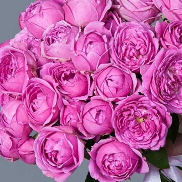 Пионовидная кустовая роза Мисти Баблс (РФ) поштучно