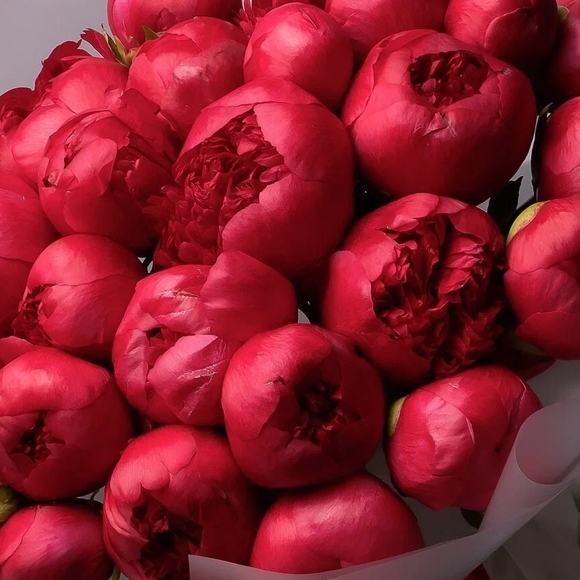 Пион малиновый сорта Com.Performance поштучно