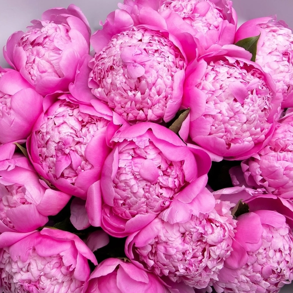 Пион розовый сорта Jules Elie поштучно