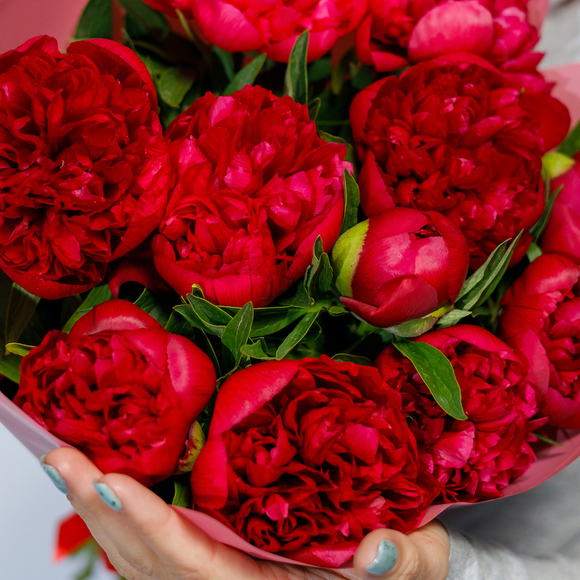 Букет из 11 бордовых пионов (Россия)