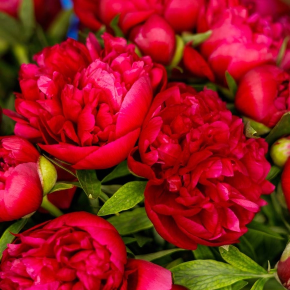 Пионы бордовые (Россия) поштучно