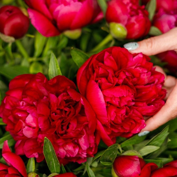 Пионы бордовые (Россия) поштучно