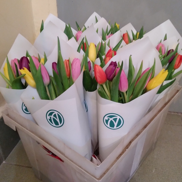 5 тюльпанов микс в белой упаковке