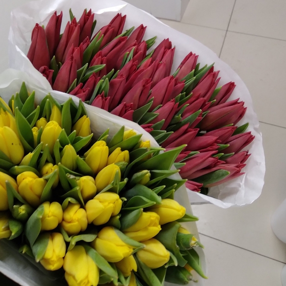Тюльпаны оптом от 50 шт красные (Голландия) 