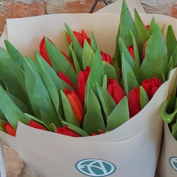Букет из 15 красных тюльпанов