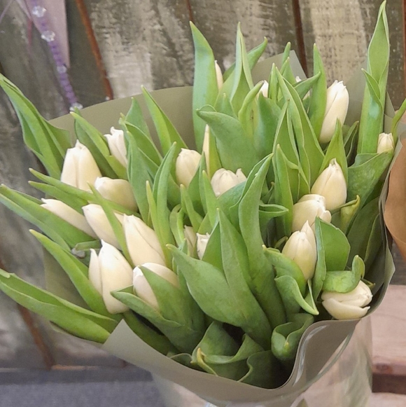 Букет из 25 белых тюльпанов