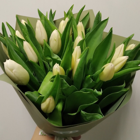 Букет из 25 белых тюльпанов