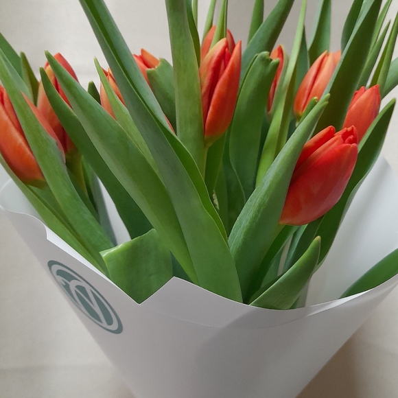Букет из 15 красных тюльпанов