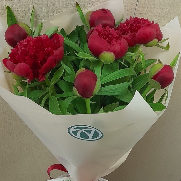 Букет из 7 бордовых пионов (Россия)