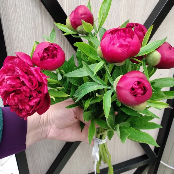 Букет из 7 бордовых пионов (Россия)