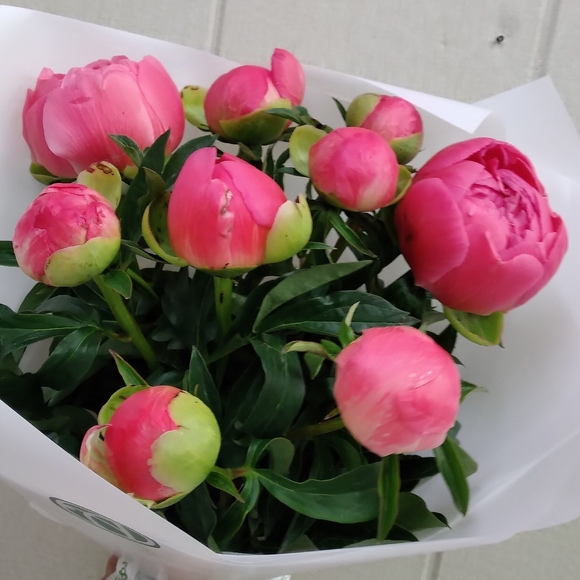 Букет из 9 коралловых пионов (Голландия)