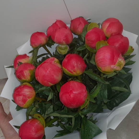 Букет из 15 коралловых пионов (Голландия)