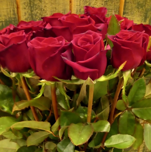 Букет из 15 красных роз 70 см (РФ)